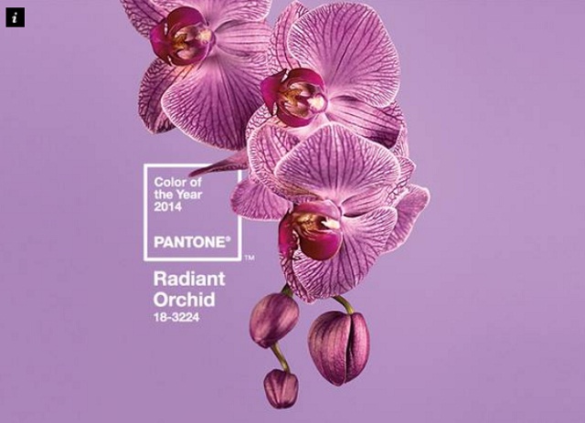 Radiant-orchid.jpg