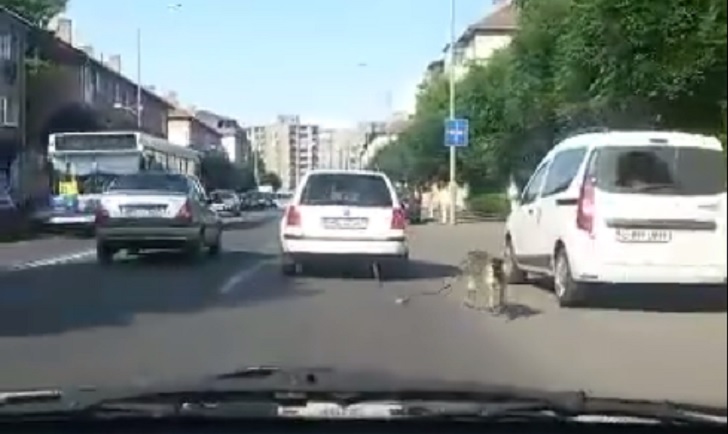 kutya-auto.jpg