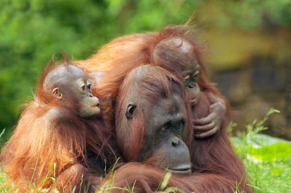 orangutan.jpg