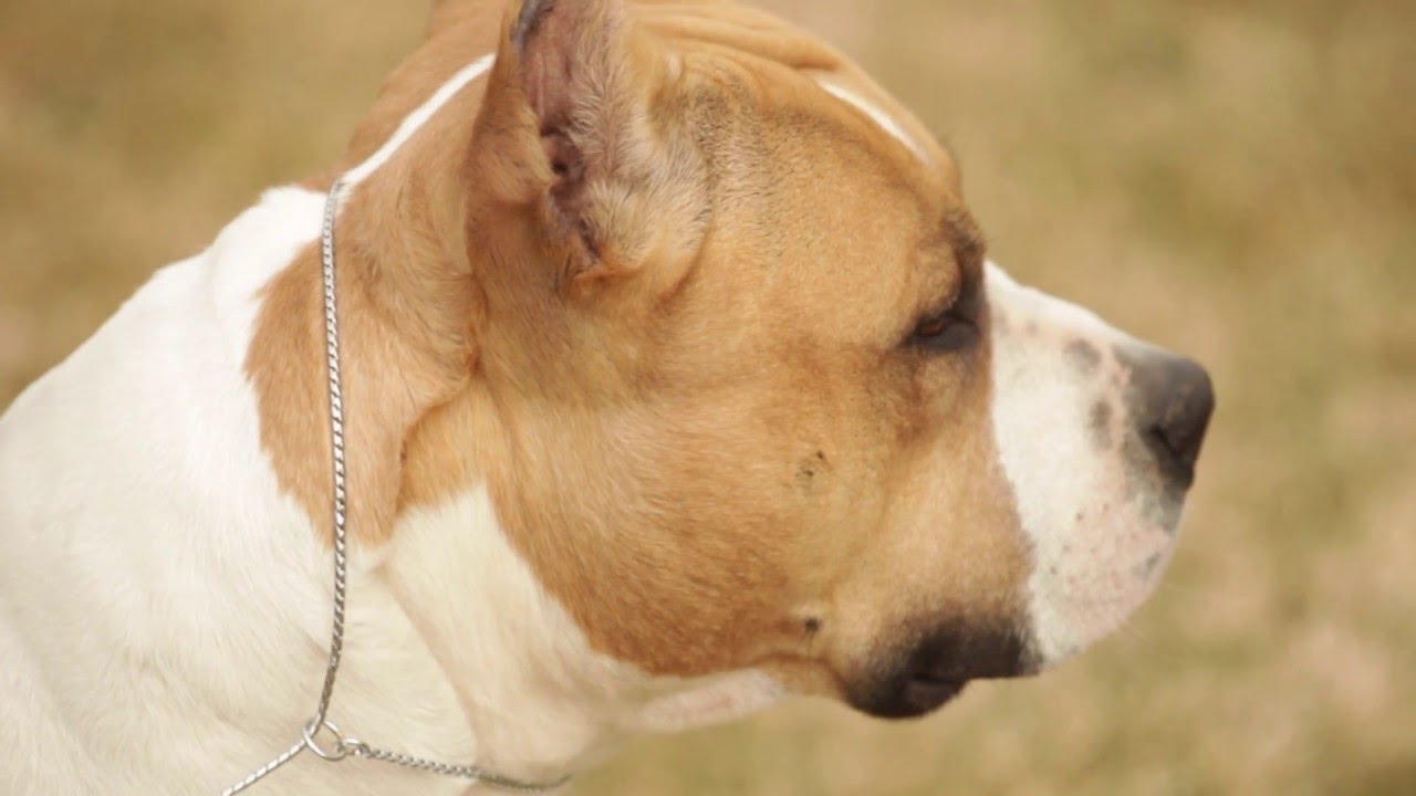 Amstaff.jpg
