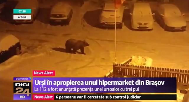 Három bocsával sétált Brassó egyik forgalmas bevásárlóközpontja mellett egy medve